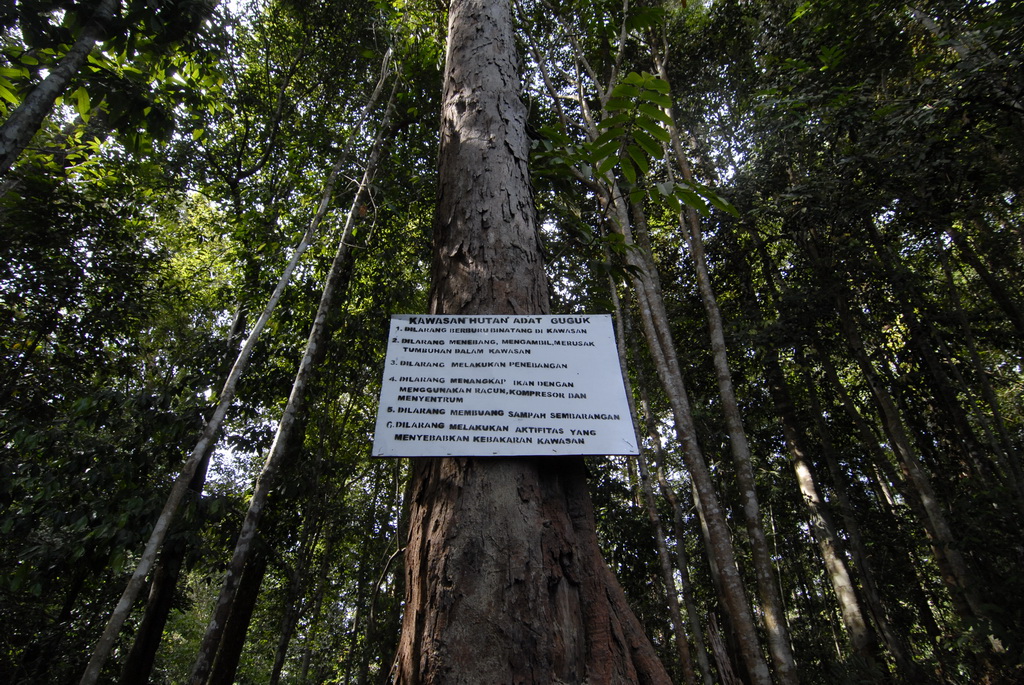 Festival Hutan Adat Jambi untuk Nusantara Lestari