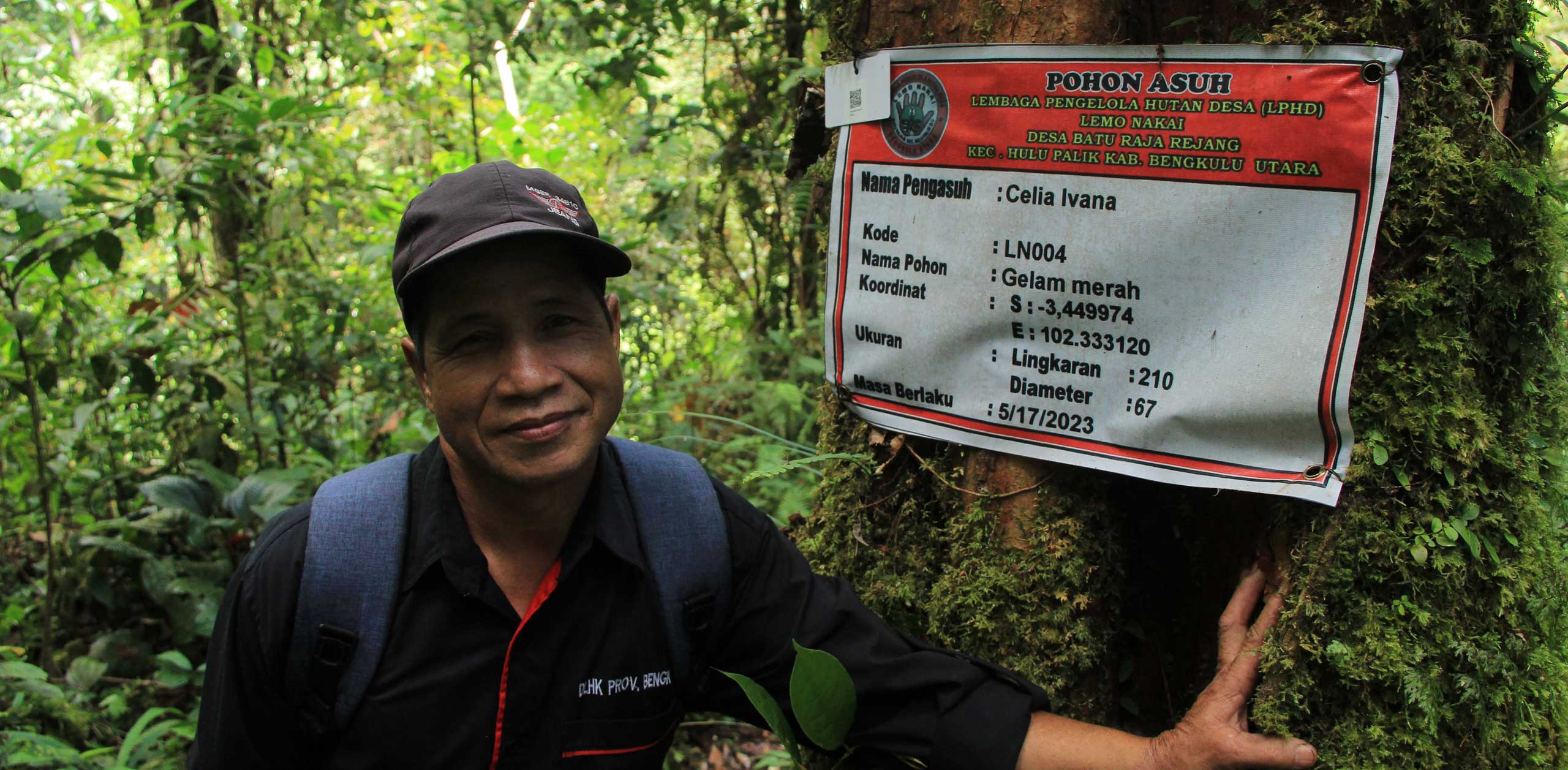 Pohon Asuh